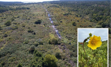 Eastern Mountain Avens Wildflower