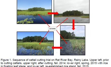 Managing invasive cattails