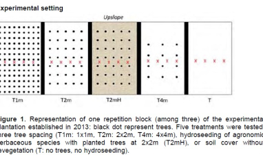 Tree spacing