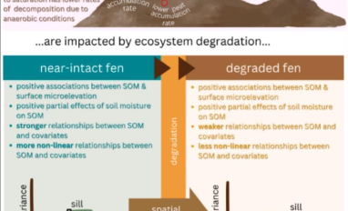 Flatlining Fens Graphical Abstract
