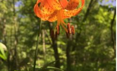 Western Wood Lily