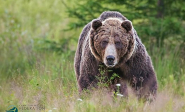CWF Grizzly Bear
