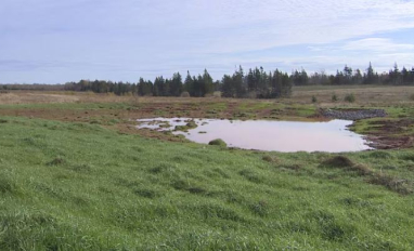 PEI Wetland