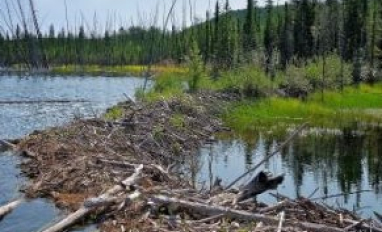 Beaver dam
