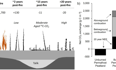 Large Carbon Losses From Burned Permafrost Peatlands During Post‐Fire Succession