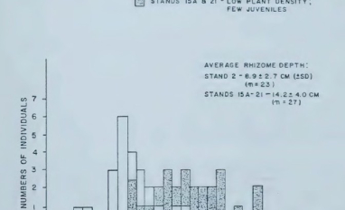 Kalin cattail rhizomes