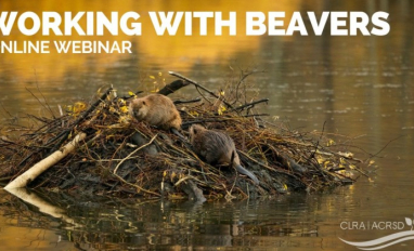Working with Beavers Webinar