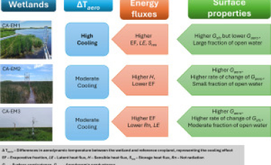 Wetland cooling effect