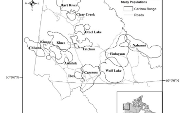 13 populations of northern mountain caribou