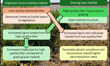 Goose herbivory effects on early-stage litter decomposition in coastal Alaskan wetlands