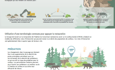 infographie_-_le_modele_ecologique_conceptuel_pour_le_caribou_boreal