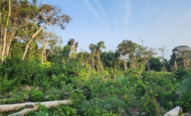 SER natural regeneration course