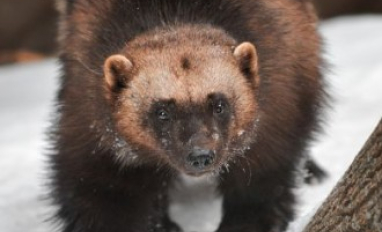 ABMI Oil Sands Wolverine