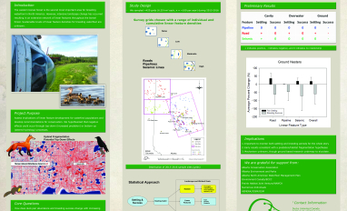 Duck Settling and Breeding Success