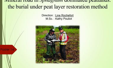 Mineral Road in Sphagnum Dominated Peatlands Image