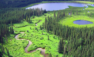 Boreal Wetland Default Photo