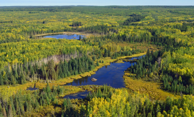 Boreal Wetland