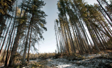 Default Land Management