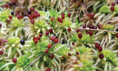 A Guide to Mosses Cover