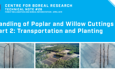 Poplar and Willow Part 2 Title