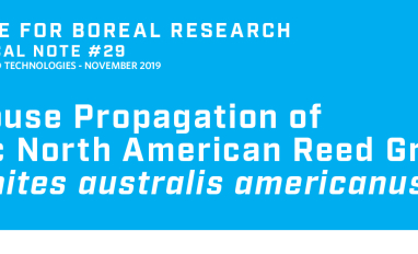  Greenhouse Propagation of  Endemic North American Reed Grass Title