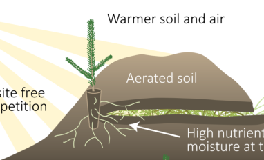 seedling microsite drawing