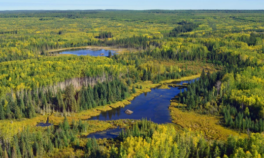 Wetland