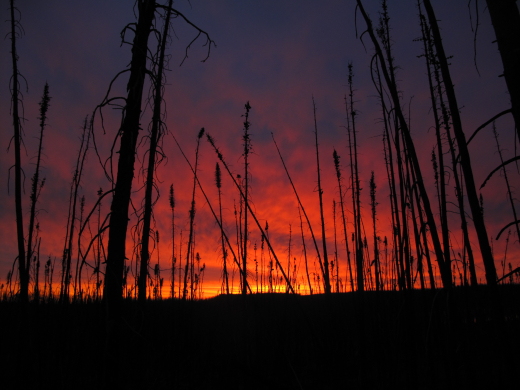 Birch Mountain Wetland Alberta