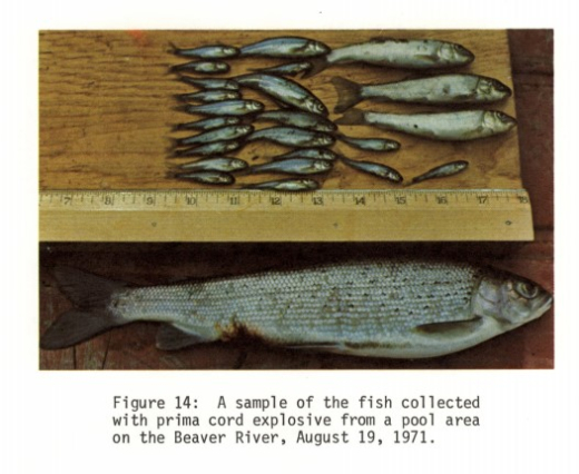 Report figure