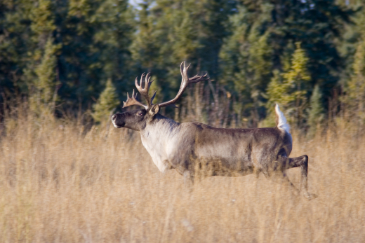 Woodland Caribou