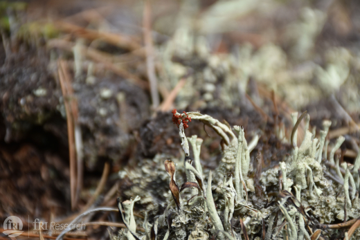 Lichen