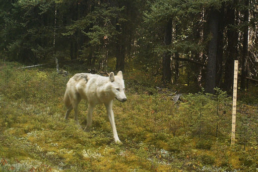 Wolf