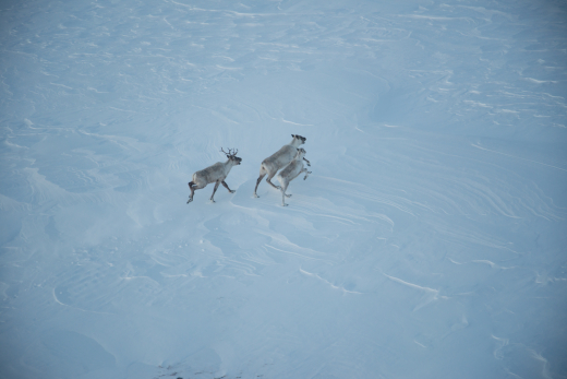 Project photo: Monitoring of the Torngat Mountains Caribou Herd