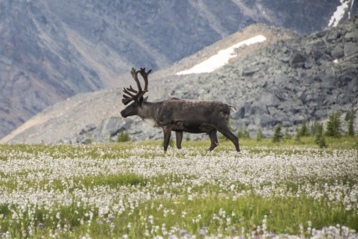 July Bull Caribou 