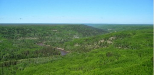 Boreal forest
