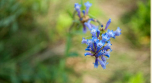 Plant photo