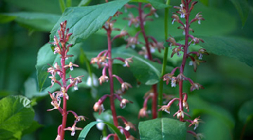 Rare plant