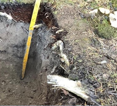 Soil pit