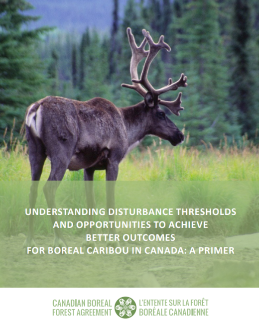 One caribou in forest clearing- cover of report- UNDERSTANDING DISTURBANCE THRESHOLDS AND OPPORTUNITIES TO ACHIEVE BETTER OUTCOMES FOR BOREAL CARIBOU IN CANADA: A PRIMER