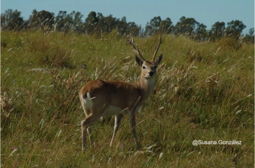 Cover photo- Update on the global status of wild reindeer and caribou 