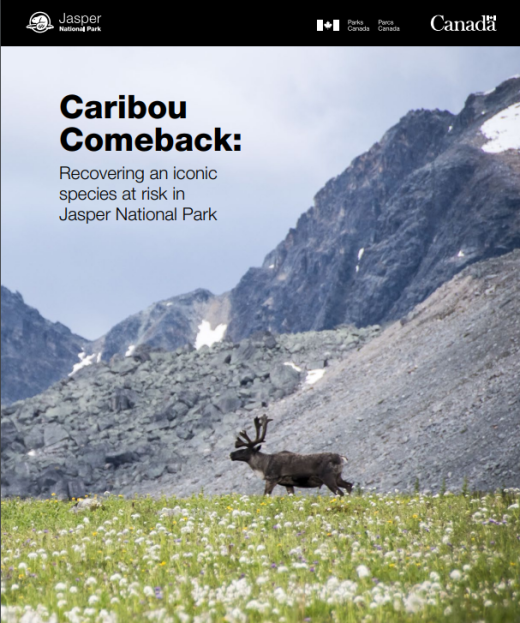 Cover of report- Caribou Comeback: Recovering an iconic species at risk in Jasper National Park, showing one caribou near mountains