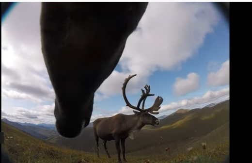View of underside of caribou head (from collar camera), and another caribou in profile