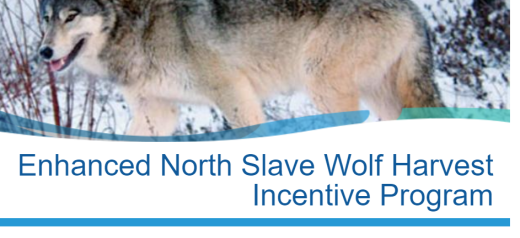 1 Wolf in snow, image from program website