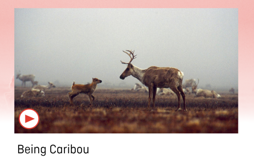 Adult and young caribou looking at each other on the tundra