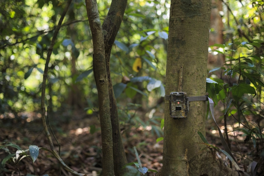 wildlife camera trap