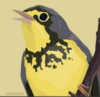 BERA bird study