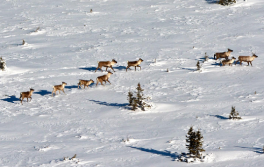 Image of a herd of boreal caribou travelling across a snowy landscape.