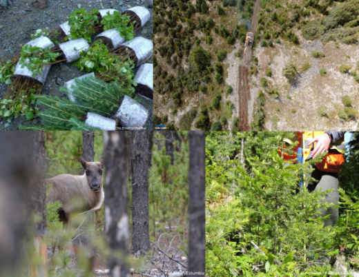 Report cover image showing a collage of four images, top left shows tree seedlings to be planted, the top right shows an aerial view of a linear feature being restored, bottom right shows a practitioner standing among some young growing trees and the  left bottom image shows a caribou.