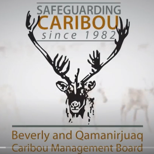 Sketch of a caribou's head with large antlers looking forward, under the heading 'Safeguarding caribou since 1982'