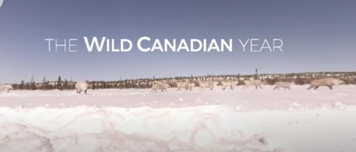 Text 'Wild Canadian Year' written over photo of caribou in the snowy tundra